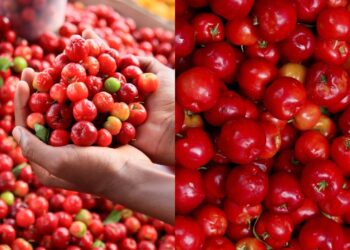 Como saber a hora certa de colher acerolas e preparar a planta para a próxima safra