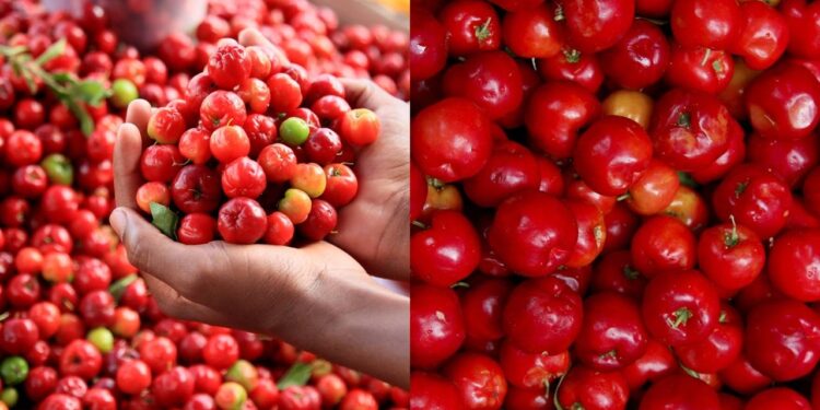 Como saber a hora certa de colher acerolas e preparar a planta para a próxima safra