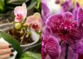 Nunca mais perca uma orquídea com estes cuidados básicos e eficientes