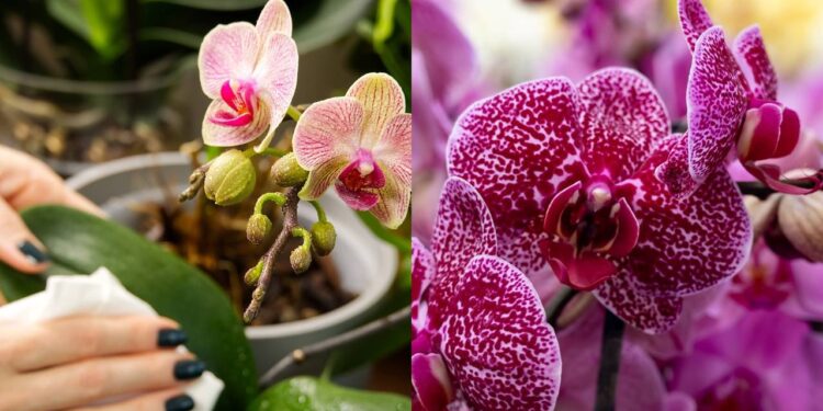 Nunca mais perca uma orquídea com estes cuidados básicos e eficientes