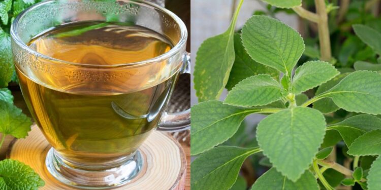 Como plantar e usar as propriedades do boldo e erva-cidreira