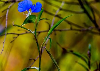A Erva de Santa Luzia cresce espontaneamente em frestas de calçadas, mas esconde propriedades medicinais que podem transformar a saúde da sua família - Créditos: depositphotos.com / rickmcmillin