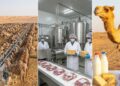 No coração do deserto, eles sobrevivem graças ao "ouro branco": a carne e o leite de camelo