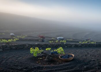 Em solo vulcânico, eles colhem milhões de toneladas de uvas. Este é o processo que transforma a fruta em vinho