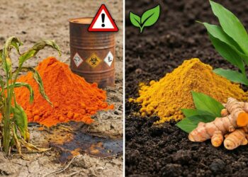 Eles seguiram o rastro da cúrcuma e descobriram como um corante tóxico pode estar chegando no seu prato