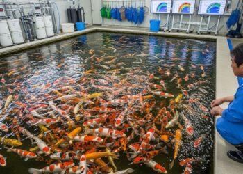 Como funciona a produção milionária das carpas mais perfeitas e valiosas do mundo