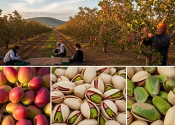 Mesmo com uma das piores secas da história, eles transformaram o deserto da Califórnia em um império bilionário de pistache