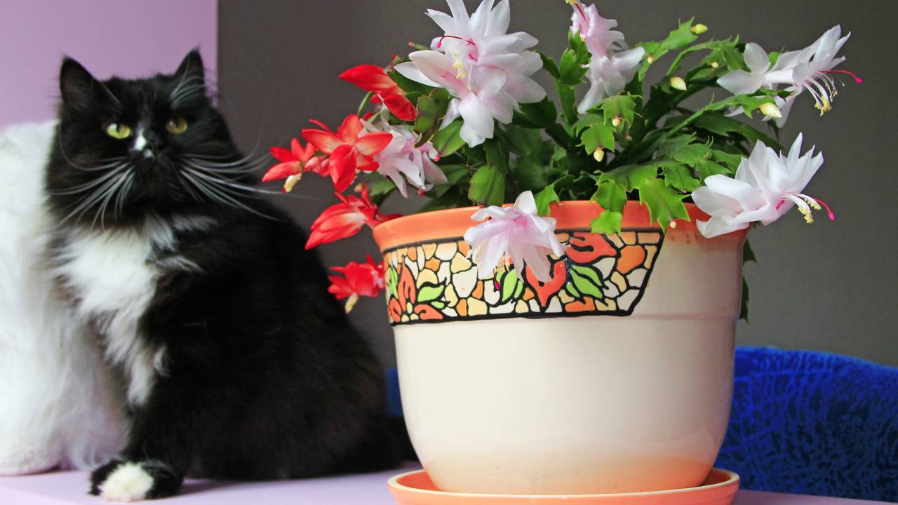 Essa suculenta brasileira tem perfume suave, floresce no frio e é perfeita para quem busca plantas fáceis de cuidar