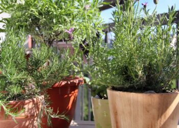 Entender quanto custa plantar alecrim em casa ajuda a perceber que o cultivo é simples e acessível - Créditos: depositphotos.com / tannjuska