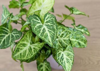Adeus plantas complicadas: a opção prática e econômica para seu espaço interno