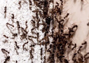 Quando as formigas na cozinha começam a aparecer em filas sobre a pia, bancadas e armários, o incômodo costuma ser imediato - Créditos: depositphotos.com / robertohunger