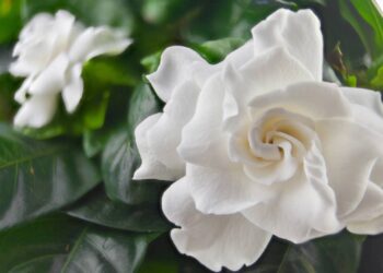 Quem busca uma planta bonita, perfumada e com visual elegante costuma se encantar pela gardênia - Créditos: depositphotos.com / Solstzia