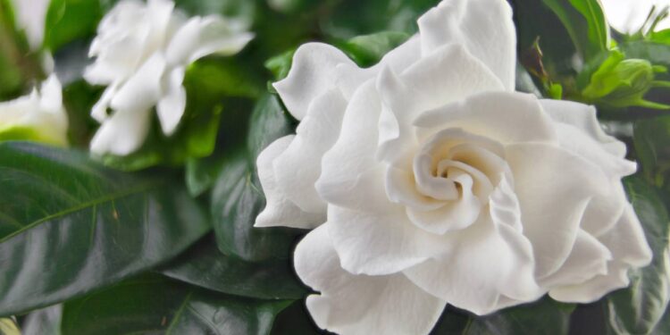 Quem busca uma planta bonita, perfumada e com visual elegante costuma se encantar pela gardênia - Créditos: depositphotos.com / Solstzia