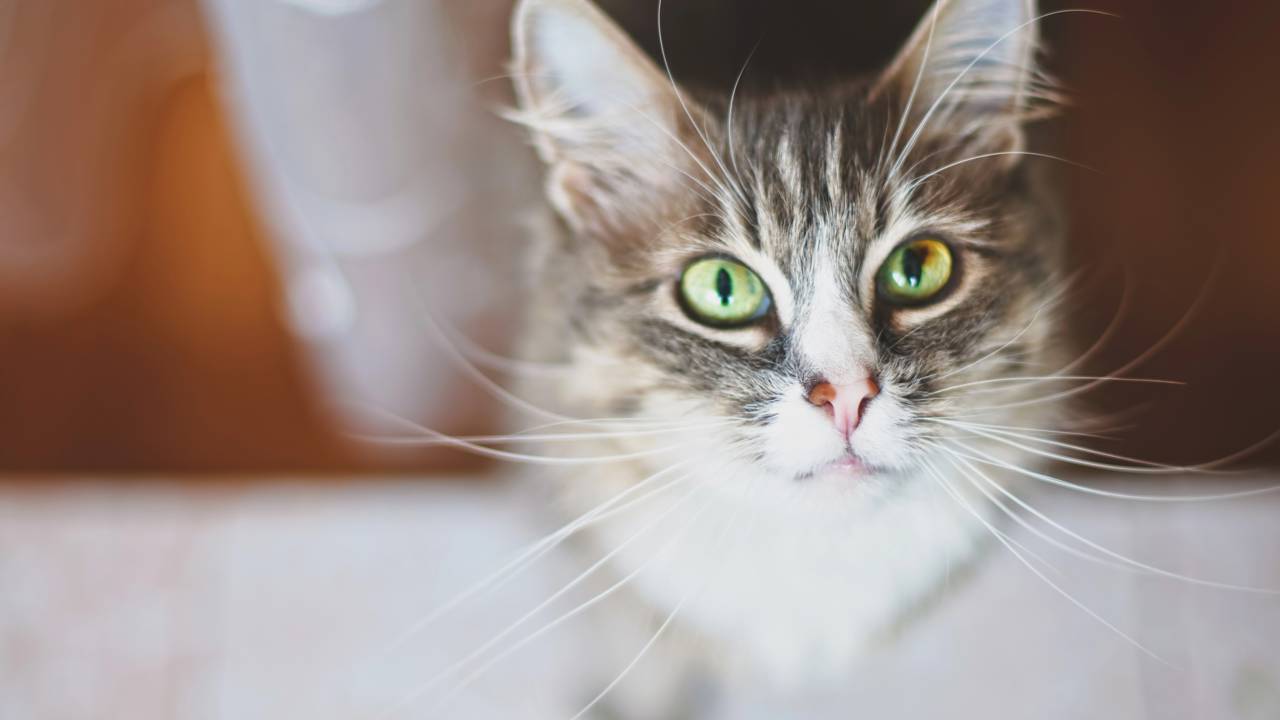 Esse barulhinho que seu gato faz pode dizer muito mais do que você imagina