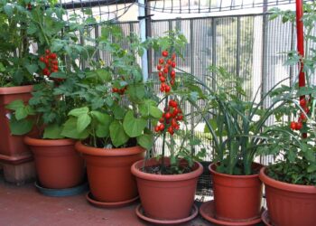 Montar uma horta em apartamento custa pouco e é uma forma simples de decorar o ambiente, economizar no mercado e ter temperos frescos sempre à mão - Créditos: depositphotos.com / ChiccoDodiFC