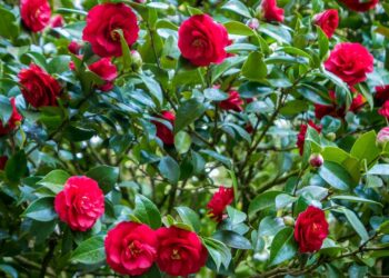 As 4 plantas excelentes para um jardim tranquilo e atraem beleza todos os dias