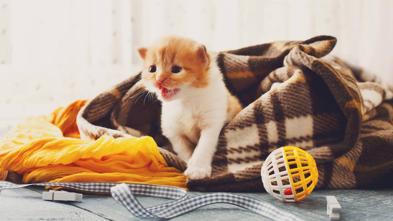 Esse barulhinho que seu gato faz pode dizer muito mais do que você imagina