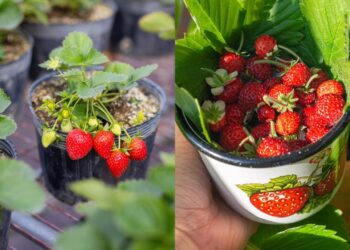 Essa planta além de linda dá frutos doces e cresce bem até em varandas com sol da manhã