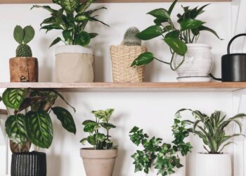 Se você busca uma planta que une beleza, discrição e facilidade, a peperômia na sala é a escolha certeira - Créditos: depositphotos.com / Sonyachny