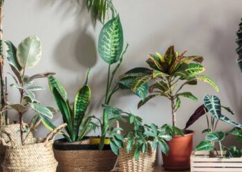 Ter uma casa mais fresca e livre de poluentes não exige que você gaste uma fortuna ou seja especialista em botânica - Créditos: depositphotos.com / chekyravaa