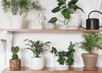 A jardinagem em casa volta com força e transforma decoração e bem-estar
