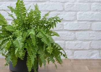 Manter uma samambaia bonita o ano inteiro custa pouco e é uma das formas mais simples de decorar a casa com verde e frescor - Créditos: depositphotos.com / berna_rikur