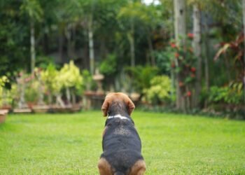 Em Santos, no litoral de São Paulo, uma nova norma estabelece que deixar cães e gatos sozinhos por mais de 36 horas pode resultar em uma pesada multa de até R$ 10 mil - Créditos: depositphotos.com / Sigma_S