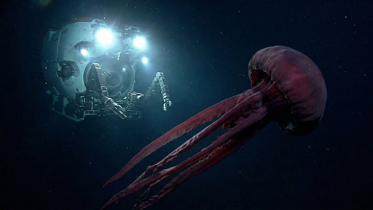 Criatura "fantasma" colossal surge na zona de escuridão total, quebrando um longo hiato de aparições em águas profundas