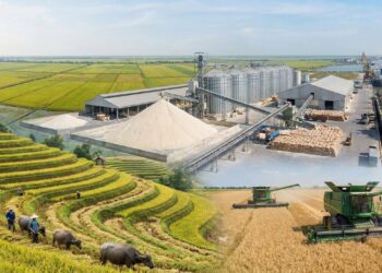 Das lavouras a um polimento de alta precisão: é assim que o arroz se torna branco e soltinho para chegar à sua mesa