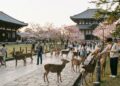 O vale dos cervos sagrados: a cidade onde animais selvagens passeiam livremente entre os turistas