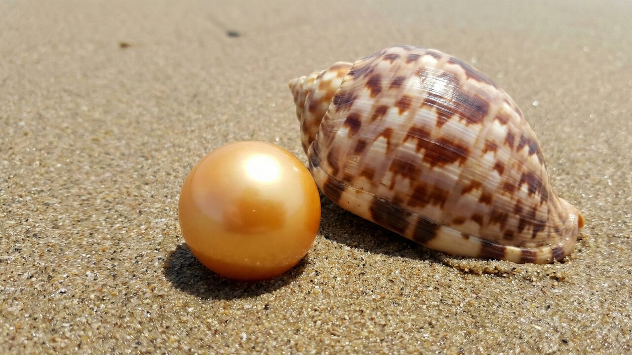 Esqueça as ostras: esta joia nasce em caracóis, não tem nácar e pode valer mais que diamantes, a obra-prima do mar