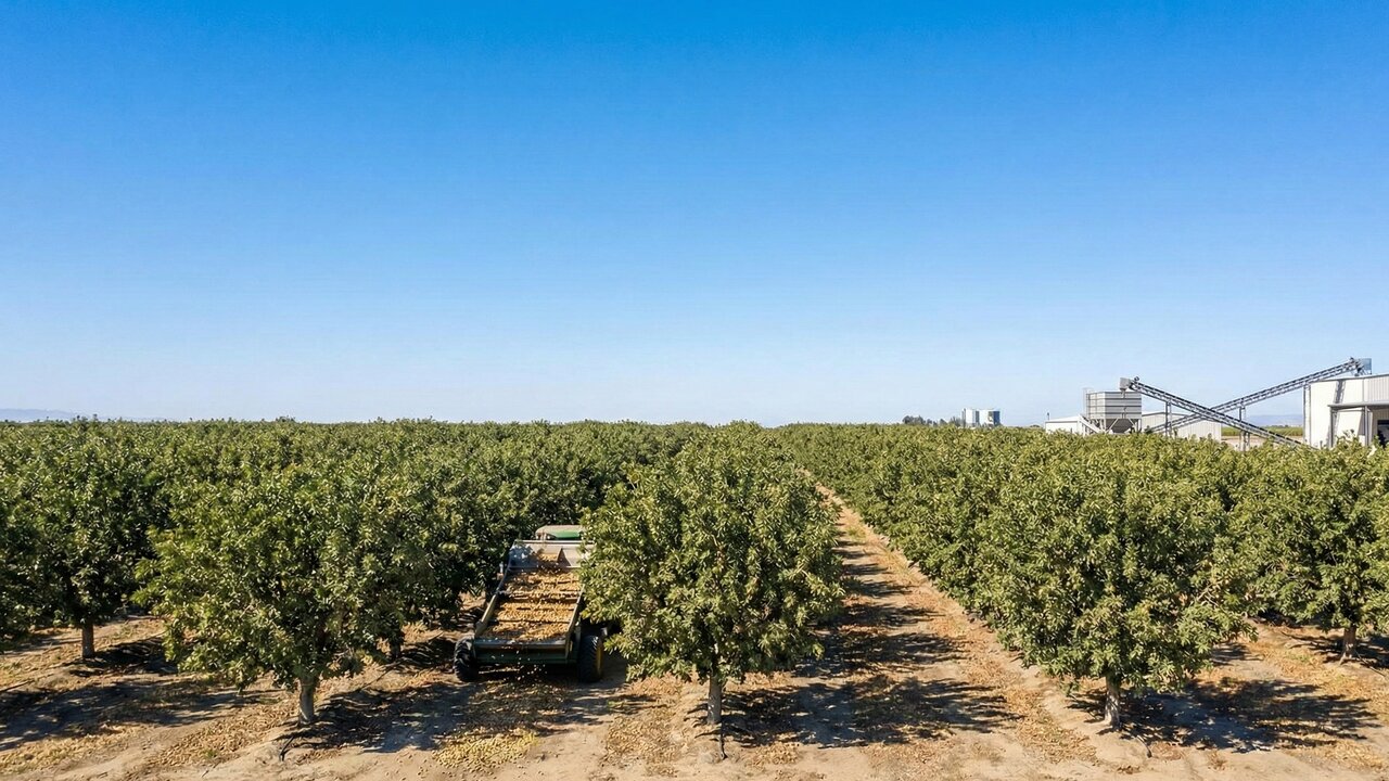 Uma máquina sacode 150 árvores por hora para colher o pistache: a jornada do "ouro verde" do campo à sua mão