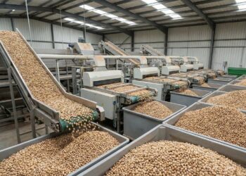 Uma máquina sacode 150 árvores por hora para colher o pistache: a jornada do "ouro verde" do campo à sua mão