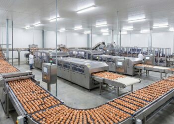 Mais de 180.000 ovos por hora são lavados e inspecionados: a incrível jornada da granja até a sua casa