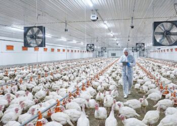 Milhões de aves e um controle rigoroso de alimentação: é assim que o peru de Natal é produzido para as festas de fim de ano