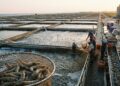 Com milhões de camarões criados em fazendas e um controle rigoroso: é assim que a aquicultura produz o fruto do mar em larga escala