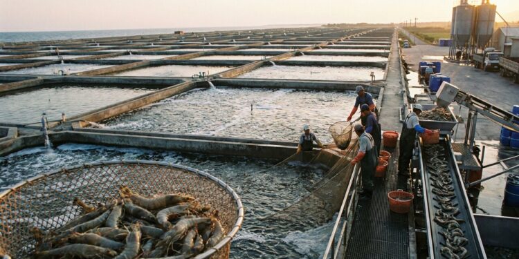 Com milhões de camarões criados em fazendas e um controle rigoroso: é assim que a aquicultura produz o fruto do mar em larga escala