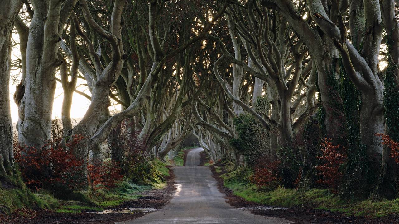 Estrada na Irlanda do Norte ganha fama por suas faias de 1775, pois o túnel natural de galhos entrelaçados virou o cenário mais famoso da região