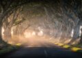 Estrada na Irlanda do Norte ganha fama por suas faias de 1775, pois o túnel natural de galhos entrelaçados virou o cenário mais famoso da região