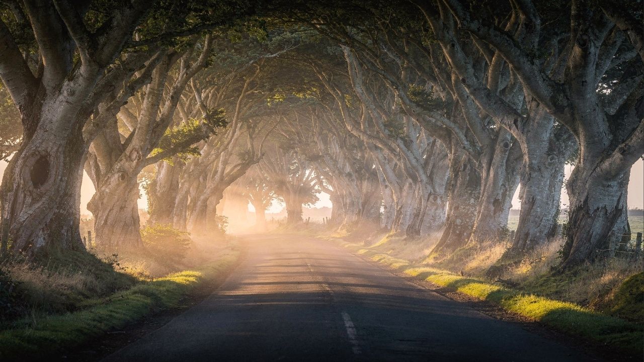 Estrada na Irlanda do Norte ganha fama por suas faias de 1775, pois o túnel natural de galhos entrelaçados virou o cenário mais famoso da região