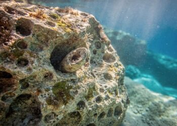 Molusco perfurador usa ácido para derreter rochas e ameaça a costa, obrigando quatro países a proibirem a pesca