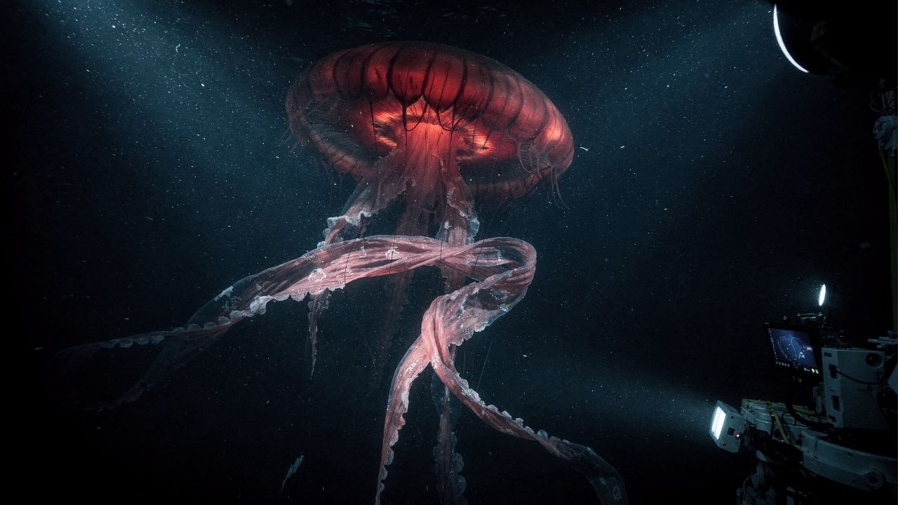 Criatura "fantasma" colossal surge na zona de escuridão total, quebrando um longo hiato de aparições em águas profundas