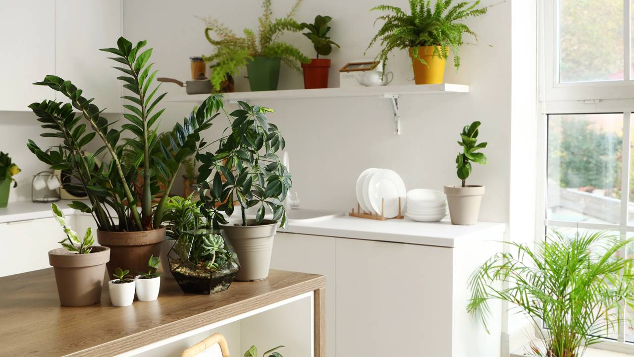 A decoração com plantas que cabe no seu bolso e transforma qualquer cantinho da casa com pouco investimento