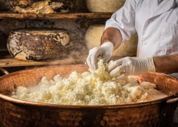 São necessários 5 litros de leite de ovelha para cada quilo: o processo tradicional do verdadeiro queijo Pecorino Romano na Itália