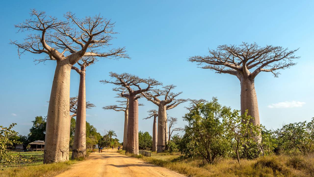 Avenida dos Baobás em Madagascar ganha fama por suas árvores de 800 anos, pois o corredor de 30 metros de altura virou o maior símbolo da ilha