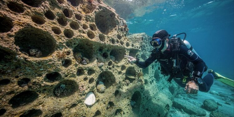 Molusco perfurador usa secreção química para escavar rochas, ameaça a costa e obriga 4 países a proibir a pesca