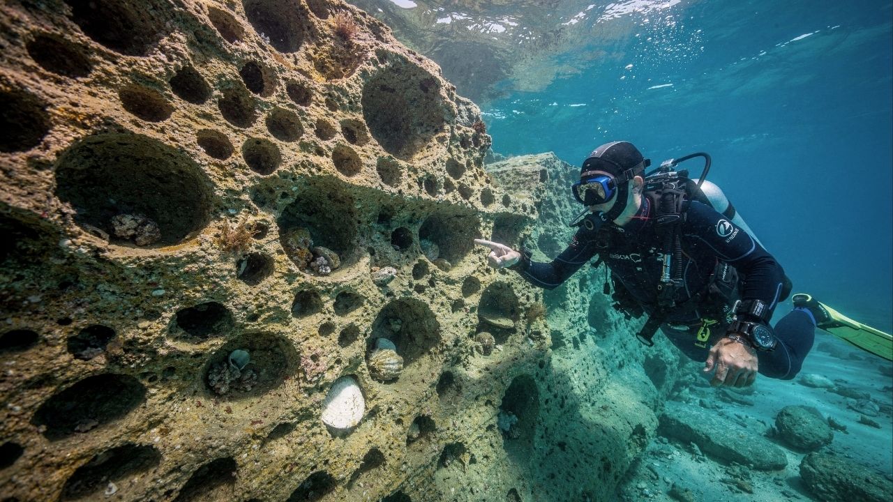 Molusco perfurador usa secreção química para escavar rochas, ameaça a costa e obriga 4 países a proibir a pesca