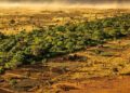 Visível do espaço e três vezes maior que a Grande Barreira de Coral, a muralha de árvores de 8 mil quilômetros está sendo plantada em 11 países para travar o avanço do deserto