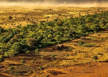 Visível do espaço e três vezes maior que a Grande Barreira de Coral, a muralha de árvores de 8 mil quilômetros está sendo plantada em 11 países para travar o avanço do deserto