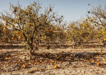 Uma praga destruiu 90% da safra de laranjas na Flórida, levando a indústria bilionária ao menor nível de produção em quase um século